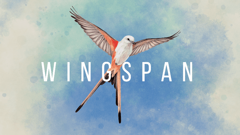 winthrop wingspan